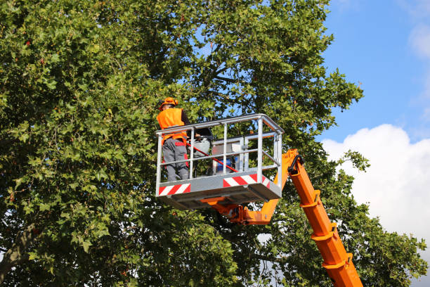 Best Hazardous Tree Removal  in Gages Lake, IL