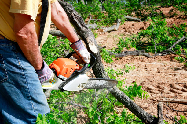 Professional Tree Care  in Gages Lake, IL